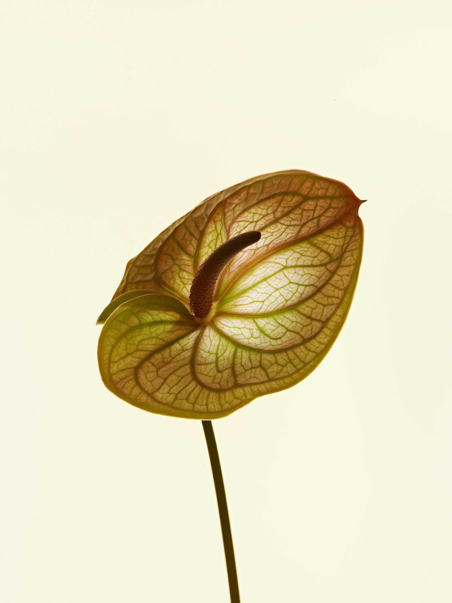 FLOWERS — Camille Moguilewsky