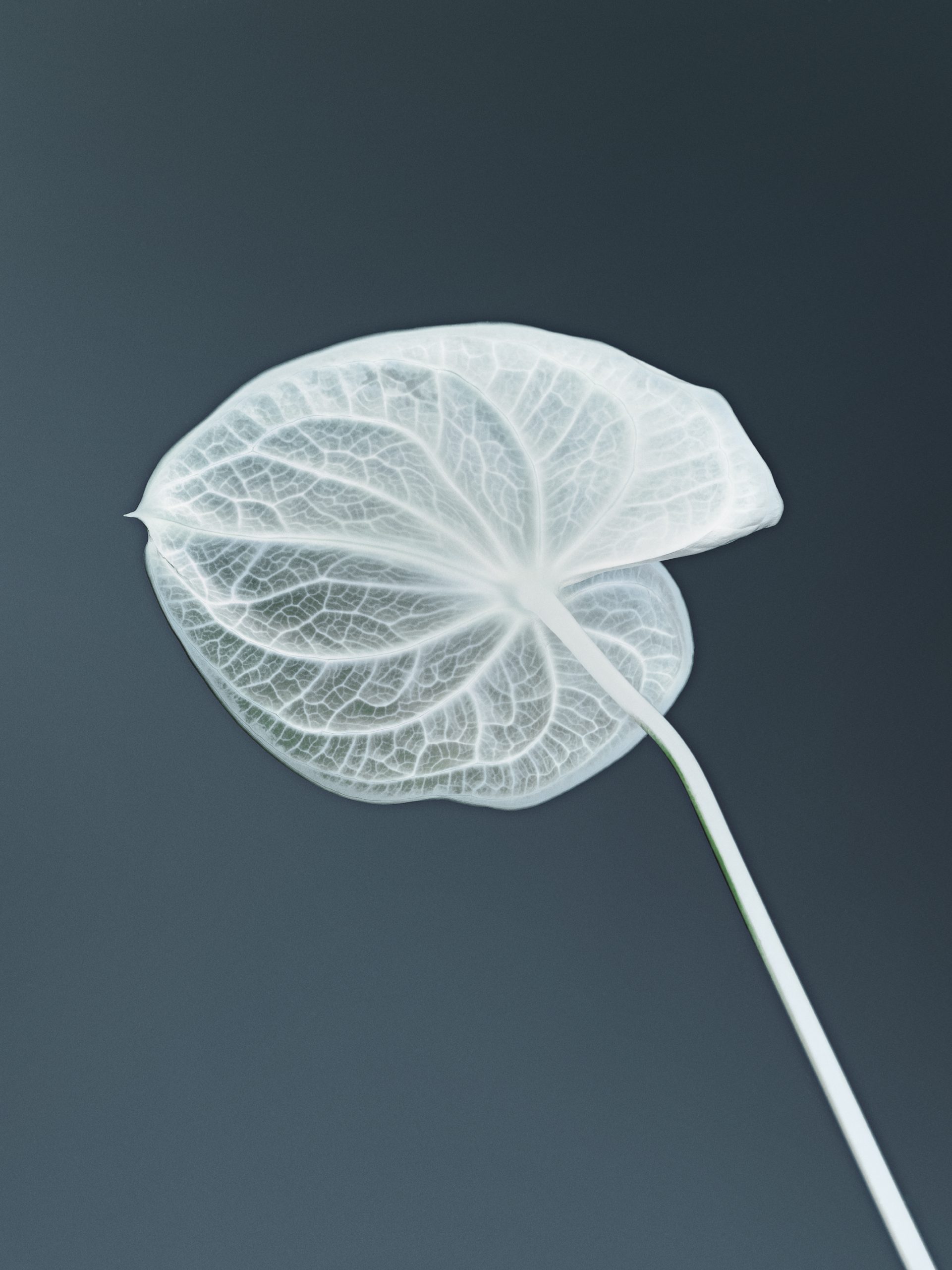 FLOWERS — Camille Moguilewsky