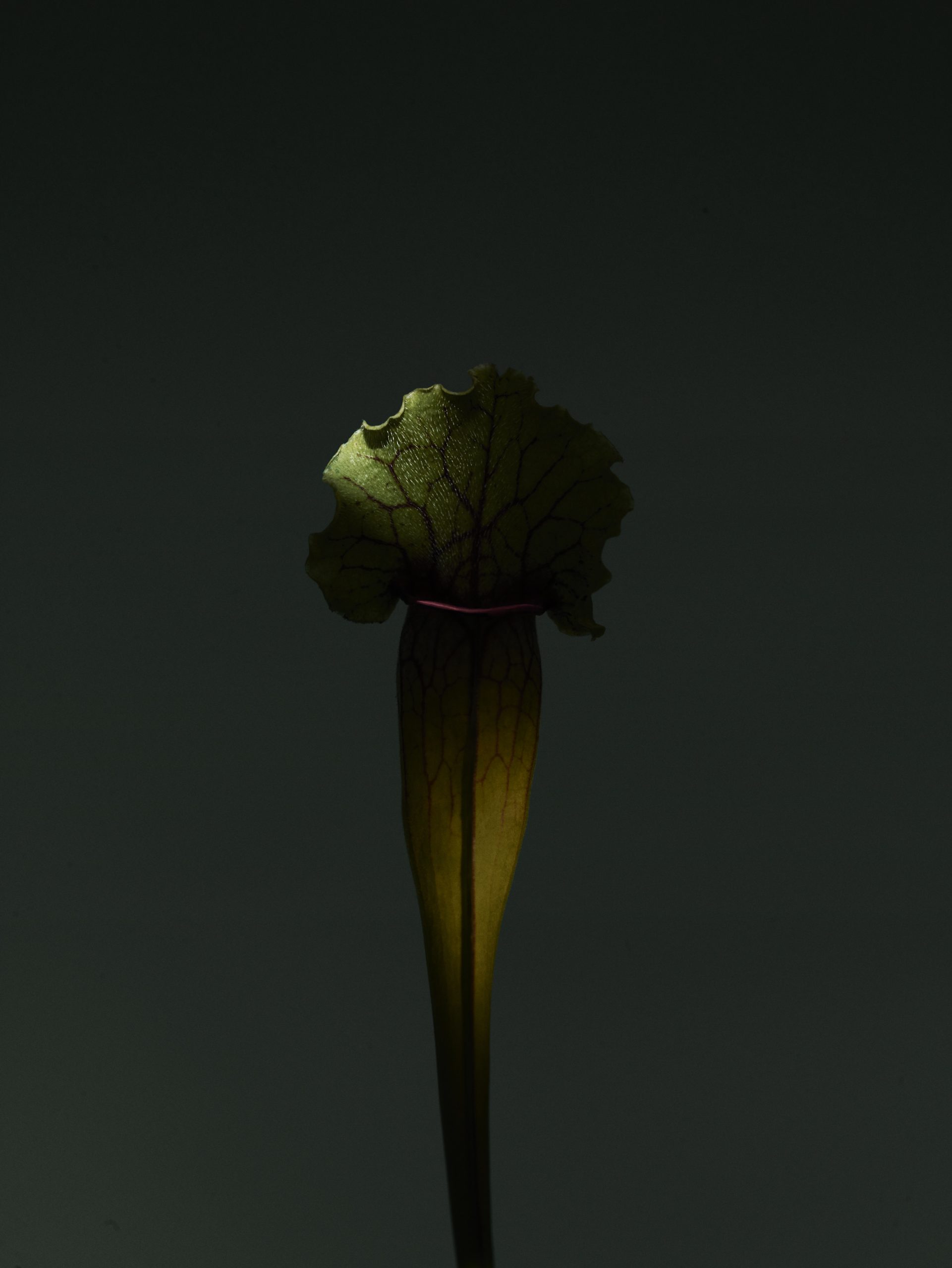FLOWERS — Camille Moguilewsky