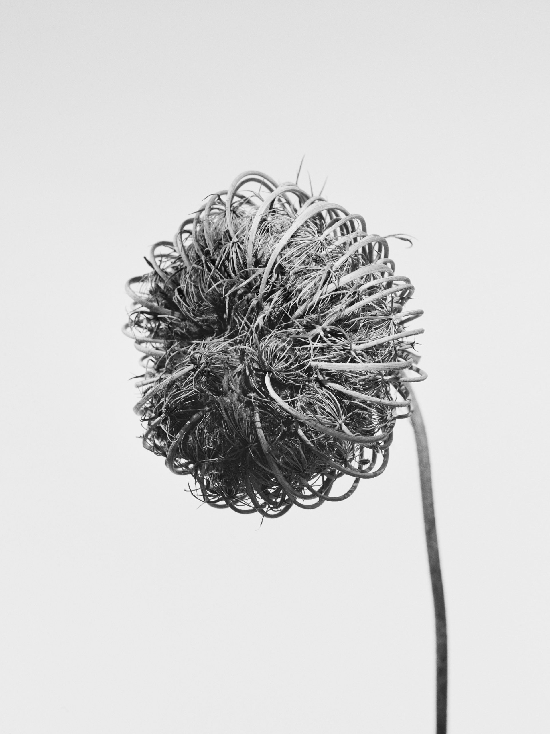 FLOWERS — Camille Moguilewsky