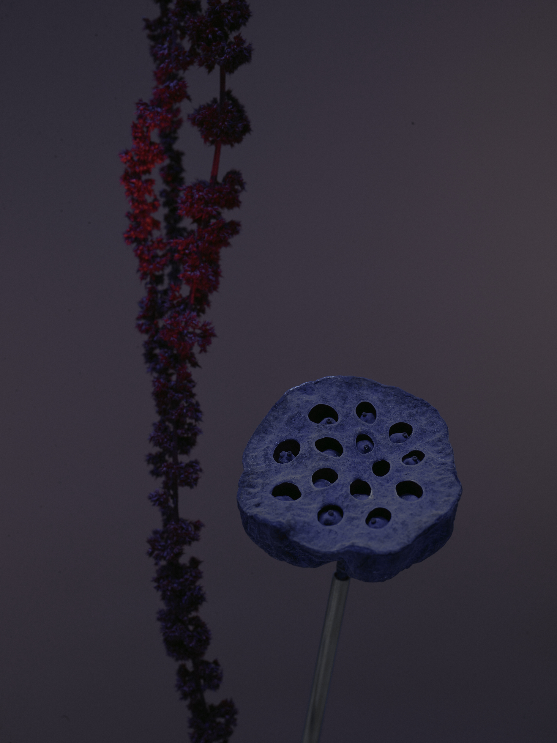 FLOWERS — Camille Moguilewsky