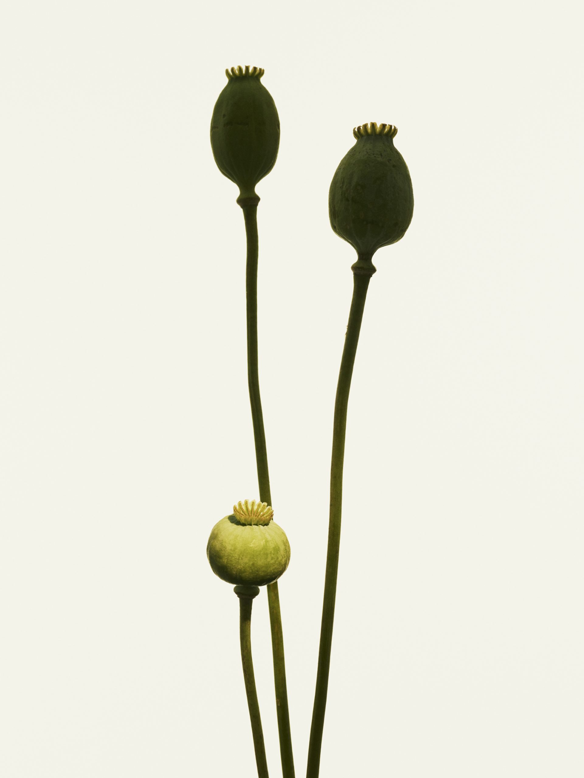 FLOWERS — Camille Moguilewsky