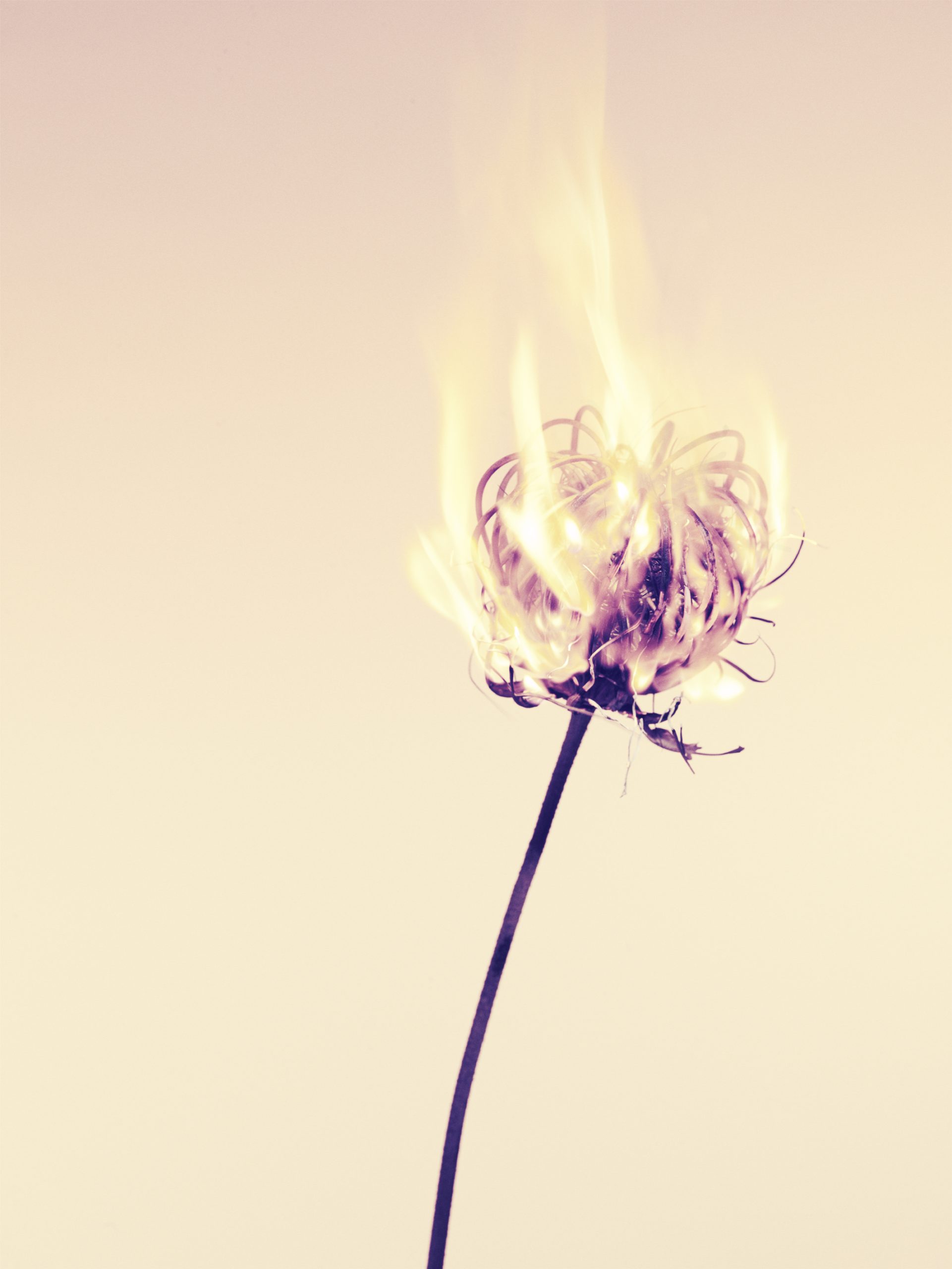 FLOWERS — Camille Moguilewsky