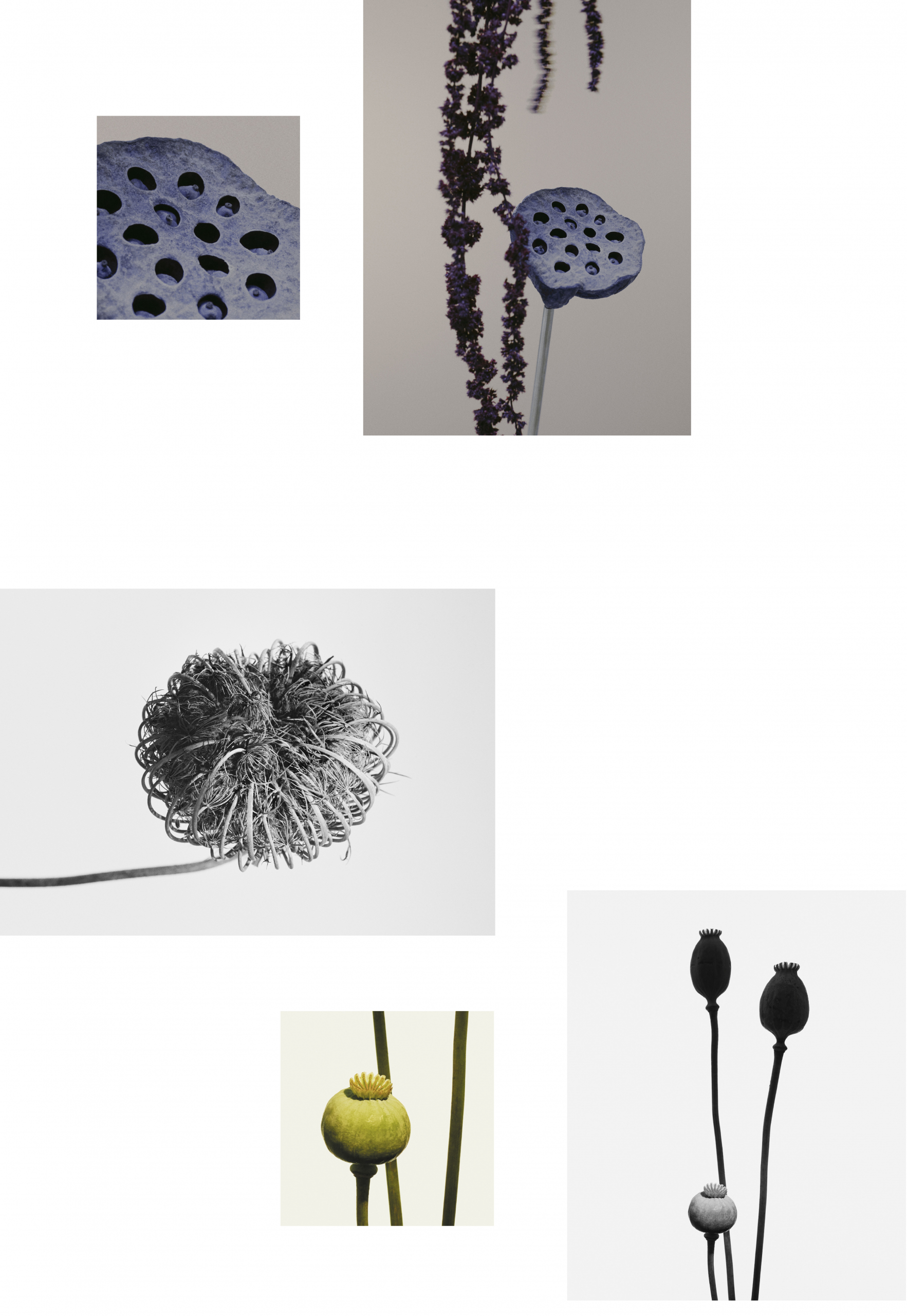 FLOWERS — Camille Moguilewsky