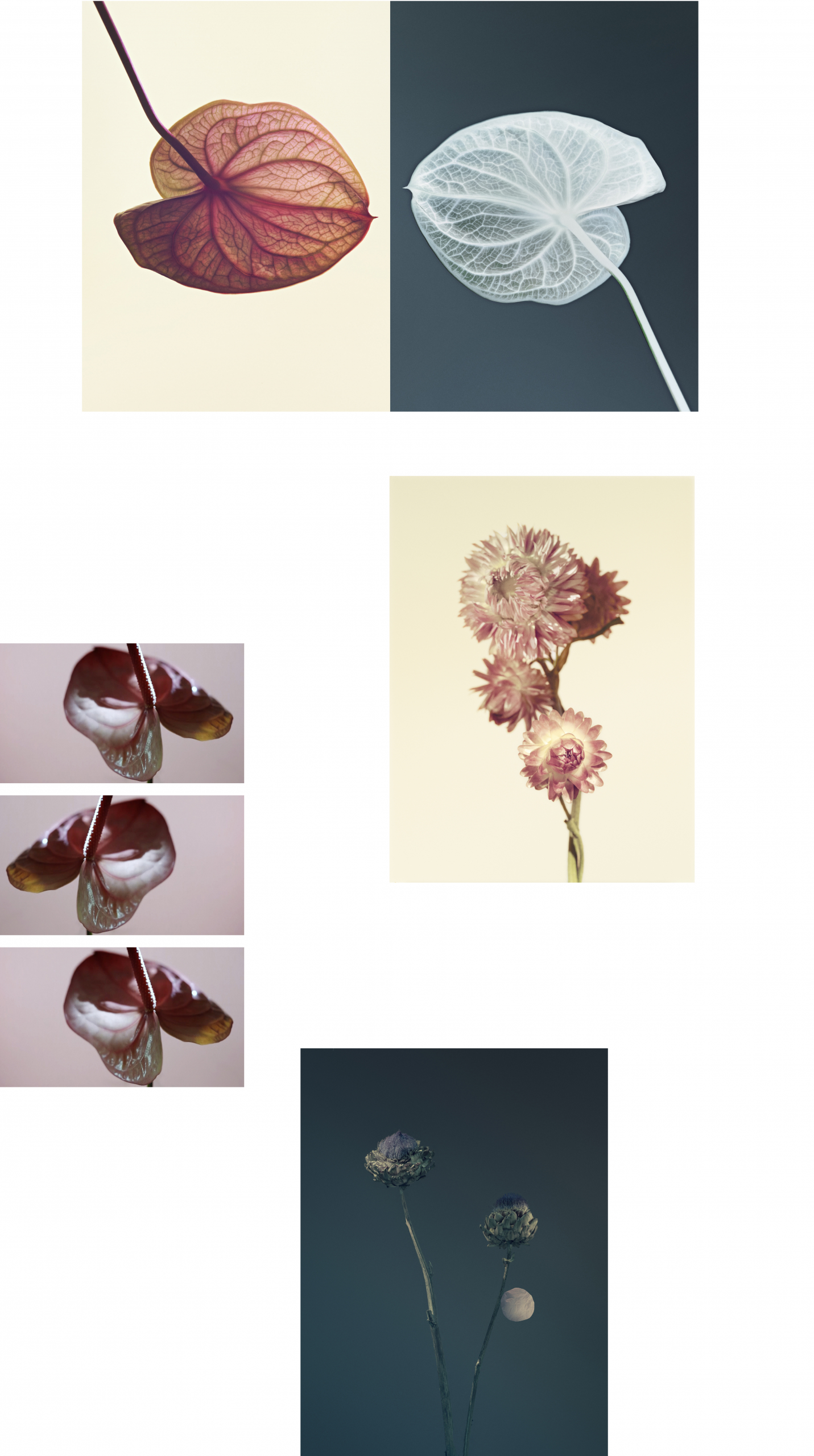 FLOWERS — Camille Moguilewsky