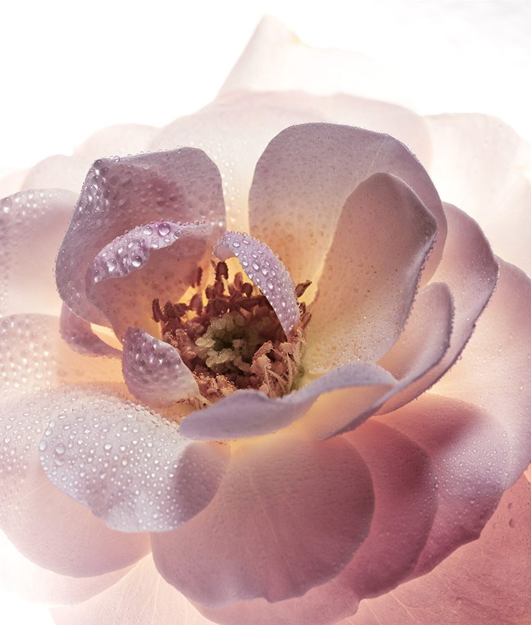 GUERLAIN LPRN — Camille Moguilewsky
