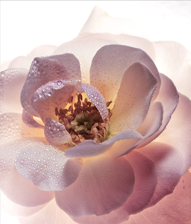 GUERLAIN LPRN — Camille Moguilewsky