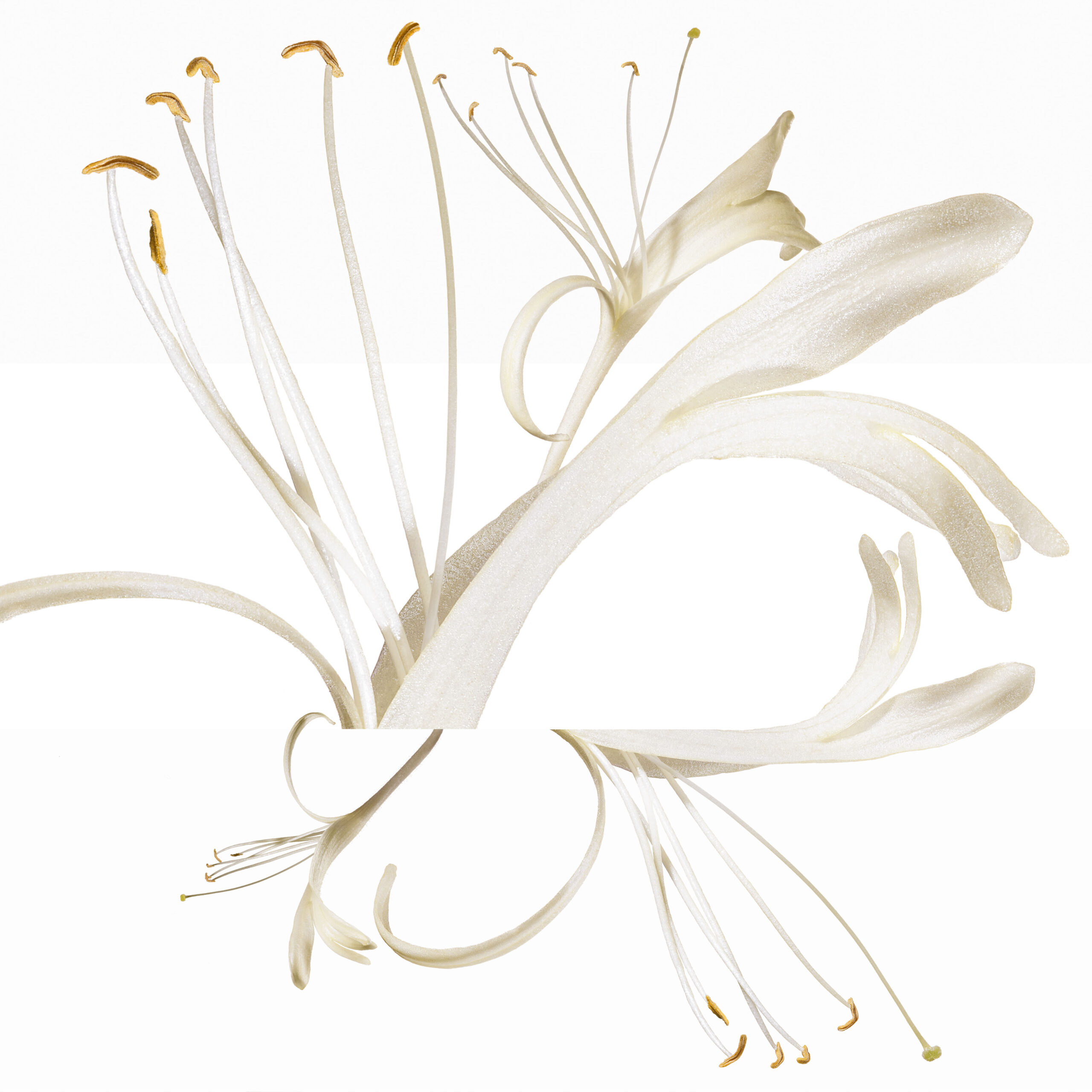 HERMES BARENIA INTENSE — Camille Moguilewsky