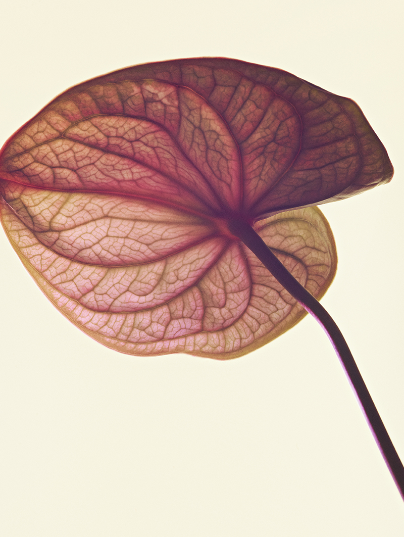 FLOWERS — Camille Moguilewsky