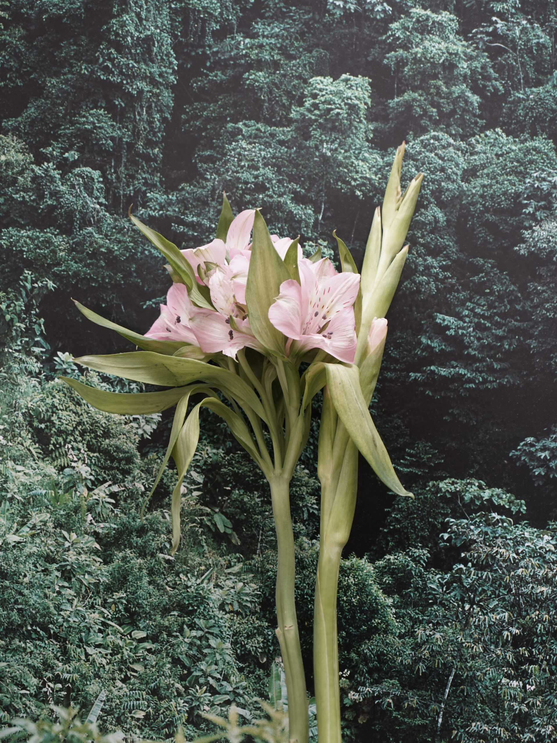 NYMPHE — Camille Moguilewsky