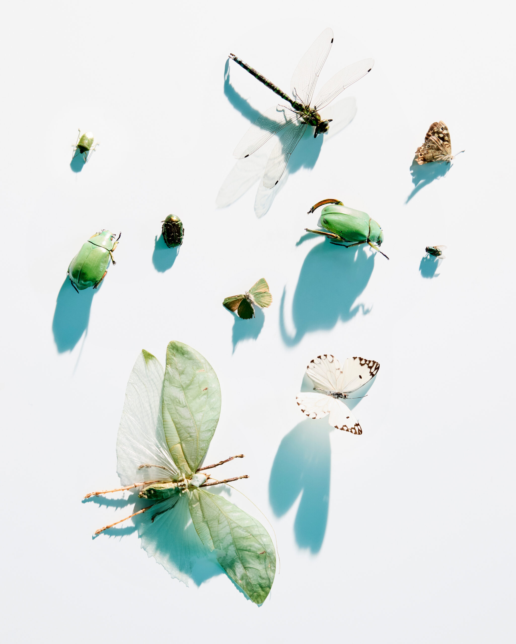COLLECTION — Camille Moguilewsky