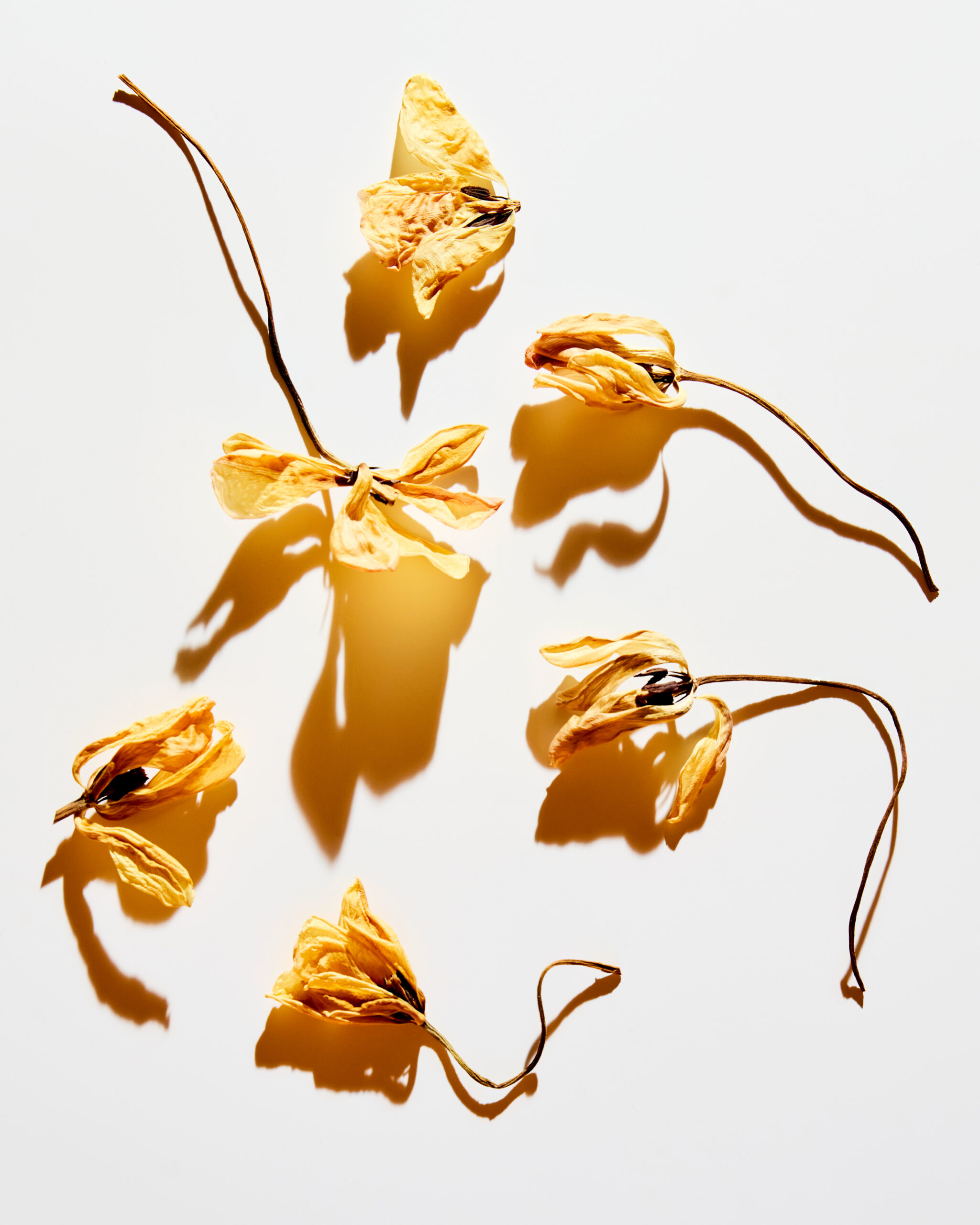 COLLECTION — Camille Moguilewsky